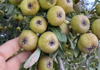 RÜYADA DAĞ ARMUDU GÖRMEK