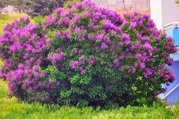 RÜYADA AĞAÇ  ÇİÇEĞİ GÖRMEK