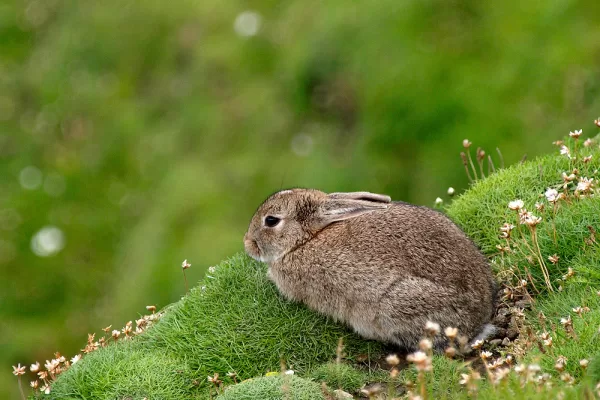 RÜYADA ADA TAVŞANI GÖRMEK