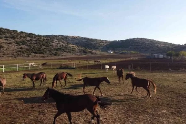 RUYADA HARA (At yetiştirme çiftliği) GÖRMEK