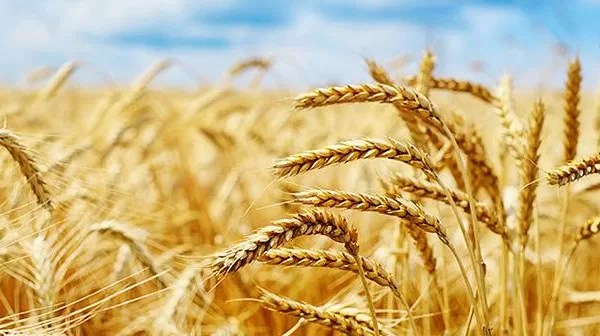 RUYADA  BEREKET GÖRMEK