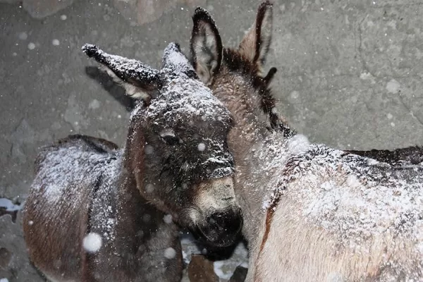 RUYADA DONMAK GÖRMEK