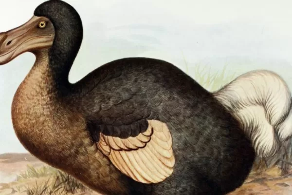 RUYADA DUDU KUŞU GÖRMEK