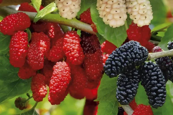 RUYADA   KIZIL  DUT GÖRMEK