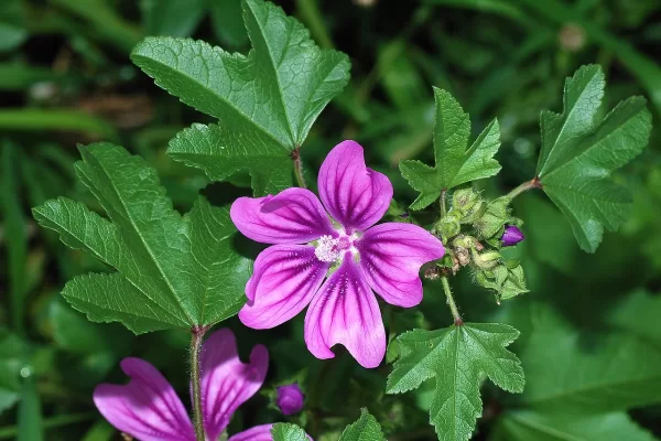 RUYADA EBEGÜMECİ GÖRMEK