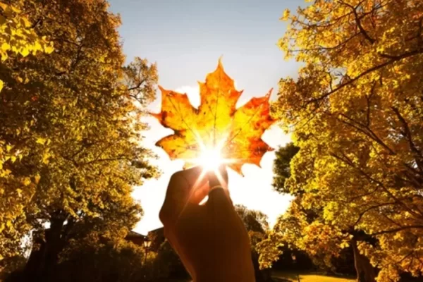 RUYADA EKİM AYI GÖRMEK