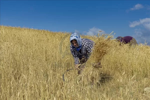 RUYADA EKİN  BİÇMEK GÖRMEK