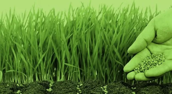 RUYADA EKİN  EKMEK GÖRMEK