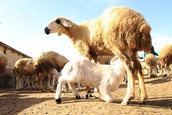 RUYADA EMMEK GÖRMEK