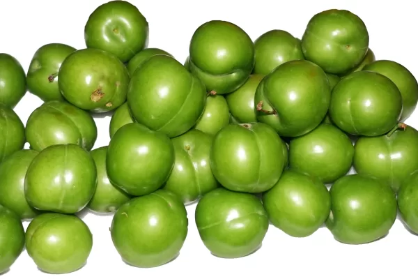 RUYADA ERİK GÖRMEK