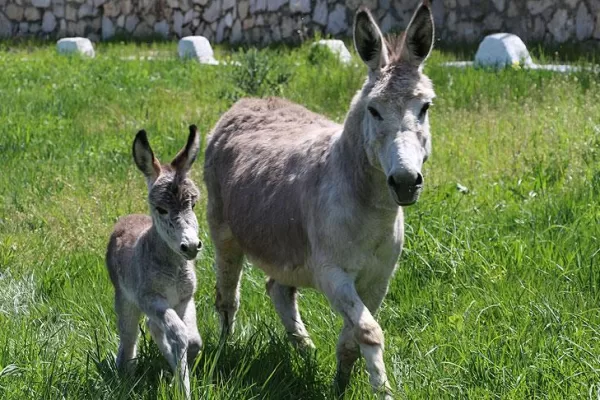RUYADA EŞEK GÖRMEK