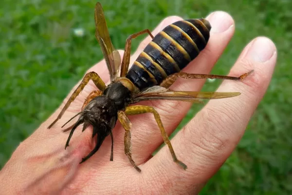 RUYADA EŞEK  BÖCEĞİ GÖRMEK