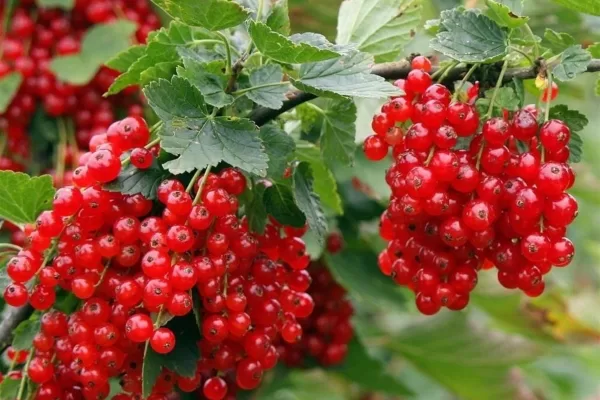 RUYADA FRENK  ÜZÜMÜ GÖRMEK