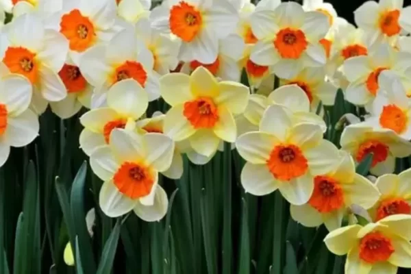 RUYADA FULYA (Çiçek) GÖRMEK