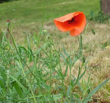RUYADA GELİNCİK  ÇİÇEĞİ GÖRMEK