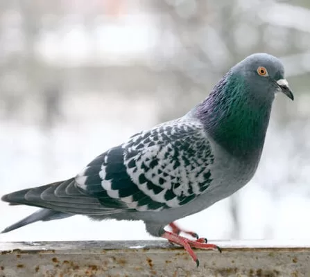 RUYADA GÜVERCİN GÖRMEK