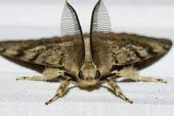 RUYADA GÜVE GÖRMEK