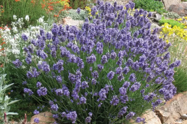 RUYADA GÜZEL  KOKULU  NEBATLAR GÖRMEK