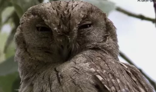 RUYADA HAK  KUŞU GÖRMEK