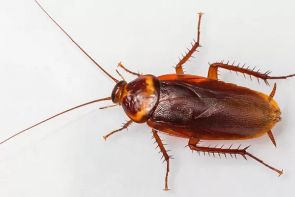 RUYADA HAMAM BÖCEĞİ GÖRMEK