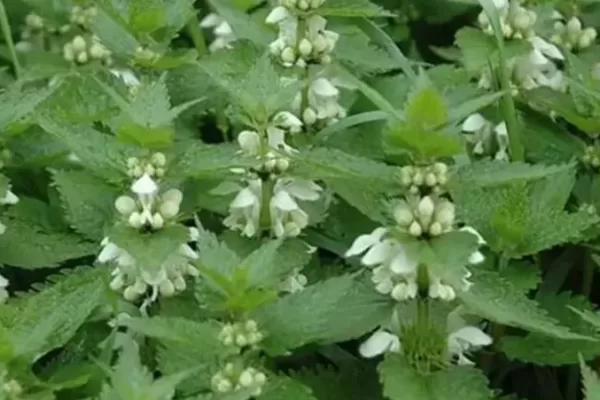 RUYADA HAMAM  OTU  SÜRÜNMEK GÖRMEK