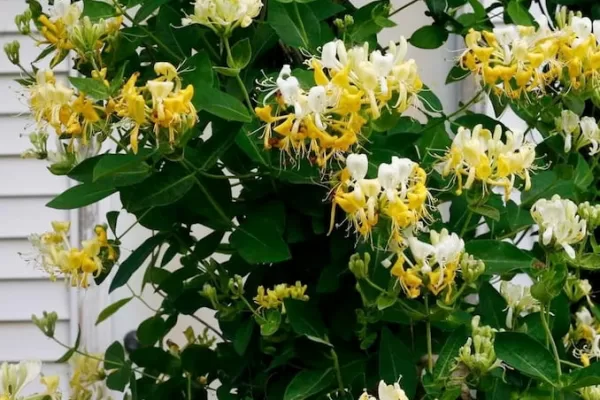 RUYADA HANIMELİ GÖRMEK