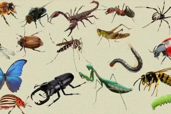 RUYADA HAŞARAT GÖRMEK