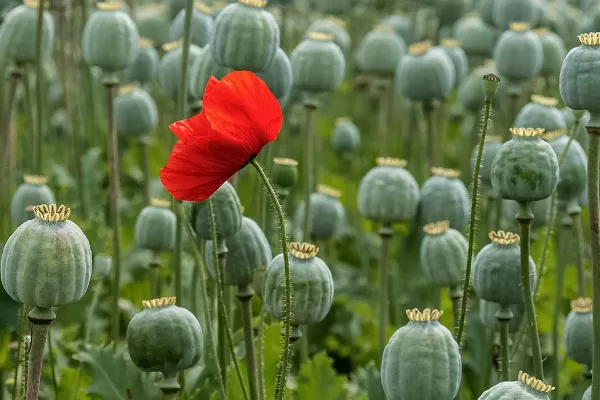 RUYADA HAŞHAŞ GÖRMEK