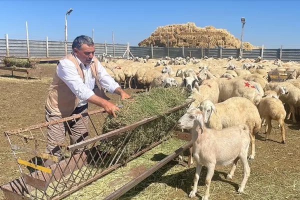 RUYADA HAYVAN  AĞILI  (Hayvanların  konulduğu  yer) GÖRMEK