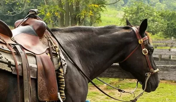 RUYADA HAYVANA  PALAN  VURMAK GÖRMEK