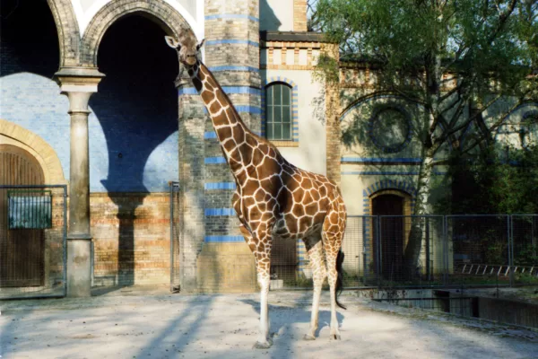 RUYADA HAYVANAT BAHÇESİ GÖRMEK