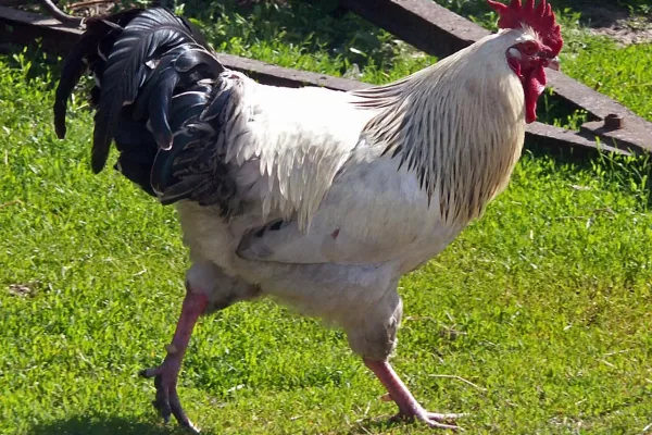 RUYADA HOROZ GÖRMEK