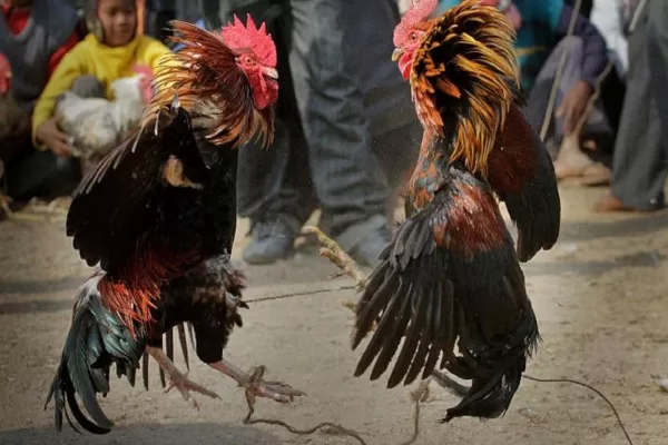 RUYADA HOROZ DÖĞÜŞTÜRMEK GÖRMEK