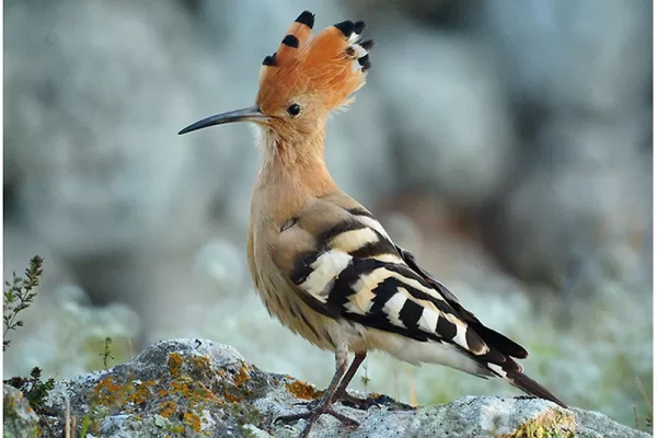 RUYADA   HÜDHÜD GÖRMEK