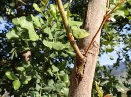 RUYADA HURMA  AŞISI GÖRMEK