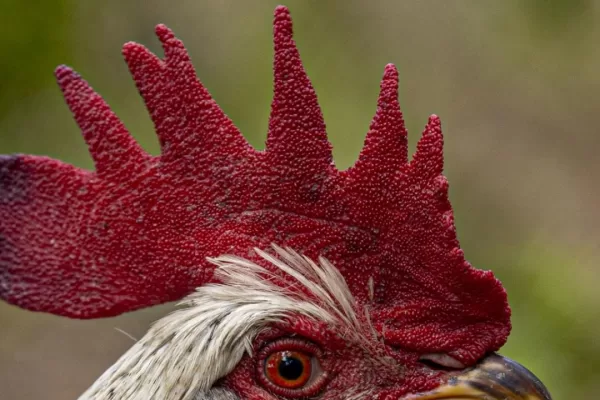 RUYADA   İBİĞİ  BÜYÜK  HOROZ GÖRMEK