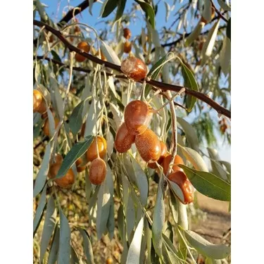 RUYADA  İĞDE GÖRMEK