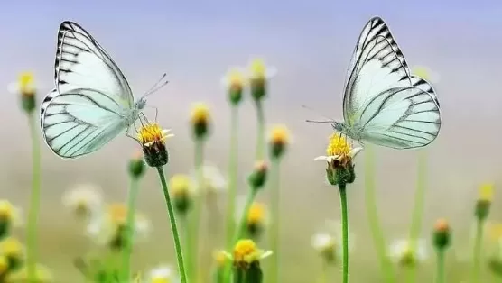 RUYADA  İLKBAHAR GÖRMEK