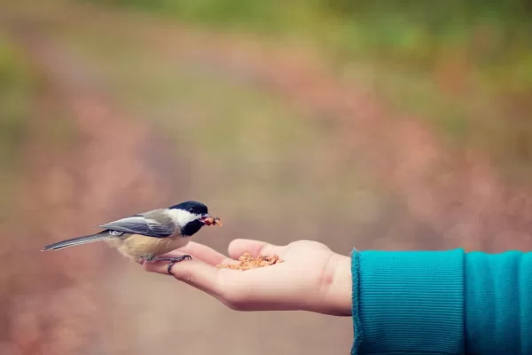 RUYADA   İN’AM  VE  İHSAN GÖRMEK