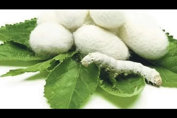 RUYADA   İPEK GÖRMEK