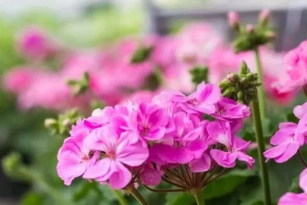 RUYADA  ITIR GÖRMEK