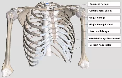 RUYADA  KABURGA KEMİĞİ GÖRMEK