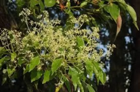 RUYADA  KÂFUR GÖRMEK