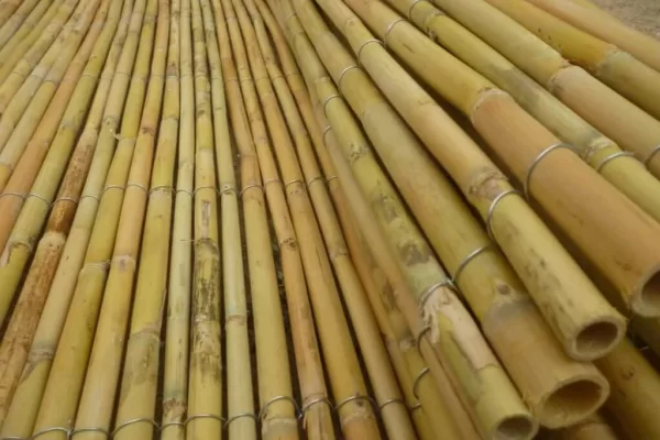 RUYADA  KAMIŞ GÖRMEK