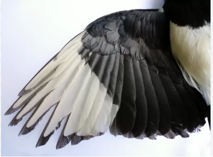 RUYADA   KANAT GÖRMEK