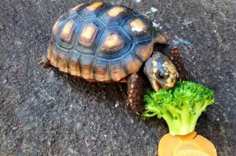 RUYADA   KAPLUMBAĞA GÖRMEK