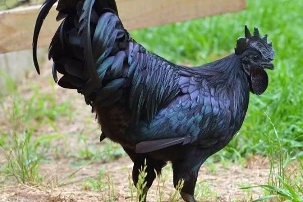 RUYADA   KARA  TAVUK GÖRMEK