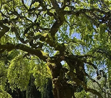 RUYADA  KARAAĞAÇ GÖRMEK