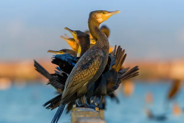 RUYADA   KARABATAK GÖRMEK
