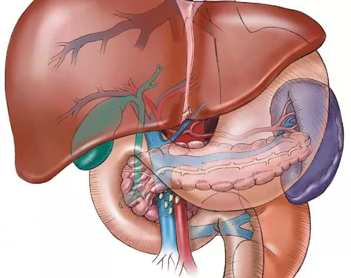 RUYADA   KARACİĞER GÖRMEK